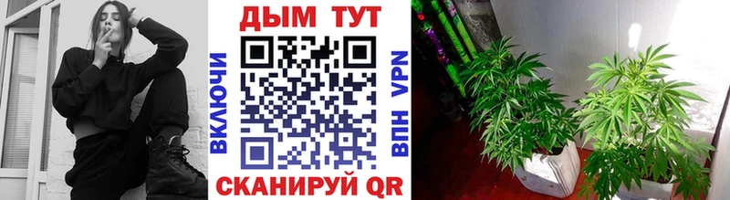 где купить наркотик  Москва  Марихуана Bruce Banner 